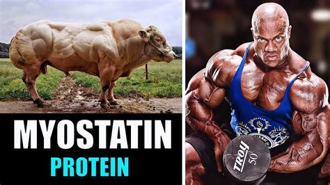 Exploring Myostatin and Myostatin Deficiency: Benefits, Risks, and Implications | by Daniel ...