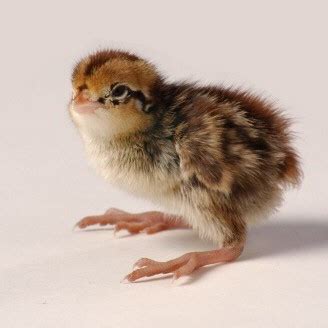 Northern Bobwhite Quail, Chicks