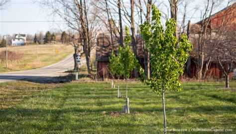 Memorial Tree Committee Looking to Plant Trees Along Roadways