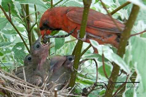 Tweets from #CardinalChicks - Steven Vandervelde Photography