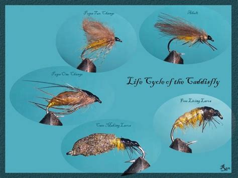 Life Cycle of the CaddisFly - Coldwater Species - Fly Tying