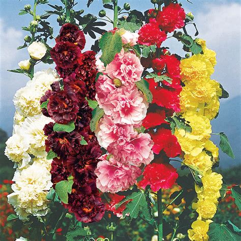 Buy Double Hollyhocks at Spring Hill Nursery