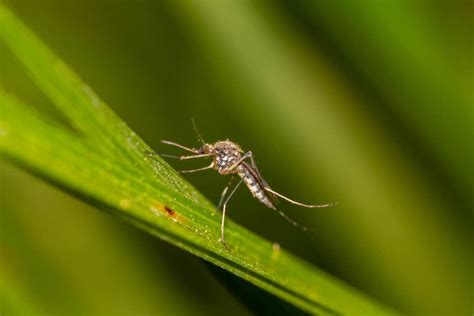 8 Annoying Insects in Ohio That Are Out In Numbers and Looking to Bite - A-Z Animals