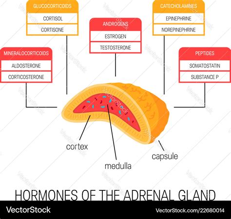 Hormones of the adrenal gland diagram Royalty Free Vector