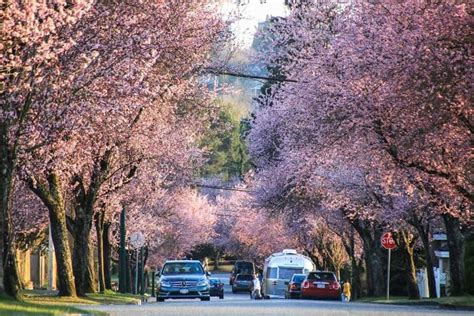 Vancouver’s Cherry Blossom Festival to be hosted virtually - North ...