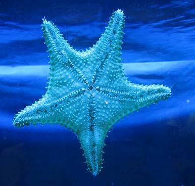 Blue Starfish - Blue Photo (31979844) - Fanpop