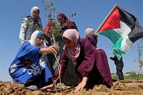 The Story of Palestine’s Colonization, and Resistance, Is Embodied in the Trees | Truthout