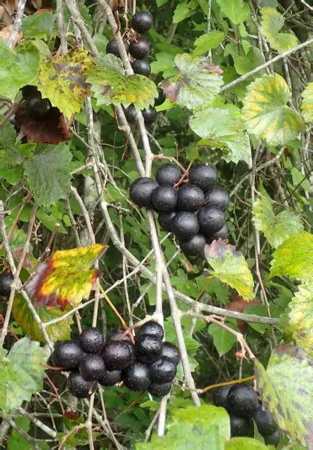 Vitis rotundifolia - Web page Navigation - Muscadine