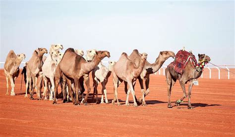 Camel race named after Princess Nourah bint Abdulrahman | Arab News