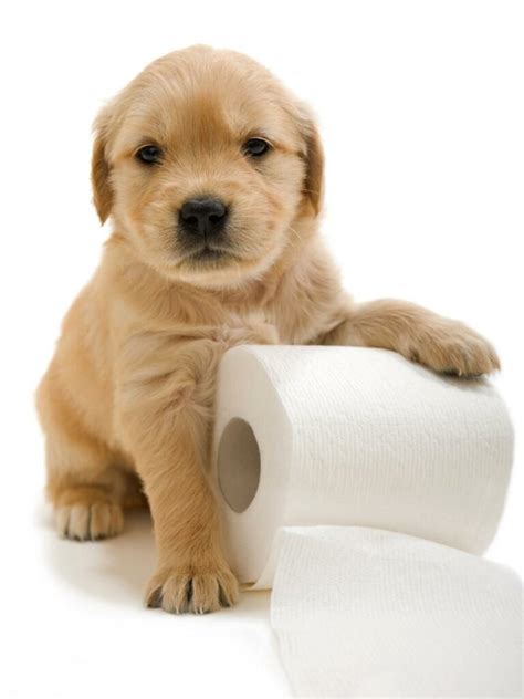 Golden Retriever Puppy Training Schedule: Month-by-Month Plan - World ...