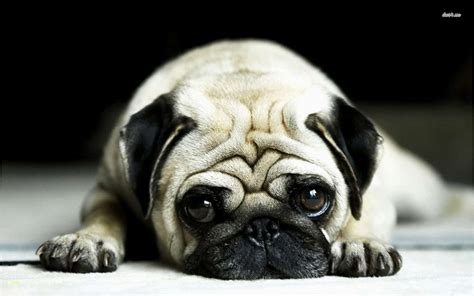 Pugs for sale in NZ | Pets Aotearoa