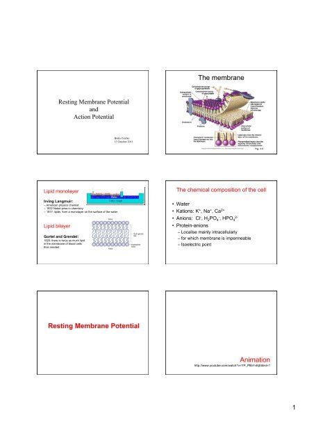 The membrane Resting Membrane Potential Animation