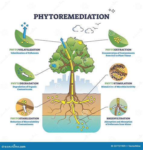 Bioremediation Cartoons, Illustrations & Vector Stock Images - 189 ...