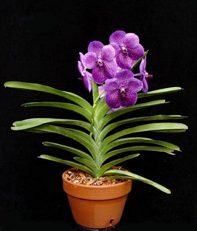 20 Types of Orchids plus Pictures | Flower Glossary