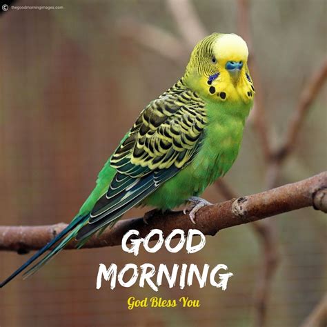 50+ Best Good Morning Birds Images To Wish Anyone