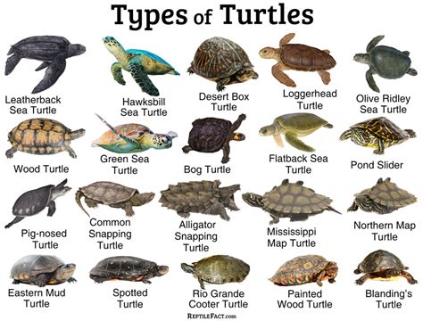 Turtles, Tortoises, Terrapin Laminated Educational Science Animal Chart Print Poster 24x36 ...