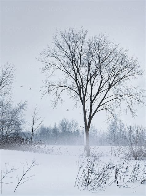 "Winter Rural Country Scene" by Stocksy Contributor "Sandra Cunningham" - Stocksy