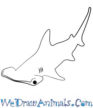 Hammerhead Sharks Drawings