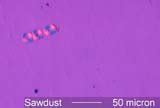 Sawdust Under the Microscope