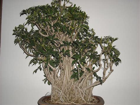 Mangrove root Scheflera bonsai grouping BACK Photograph by Ricks Tree Art