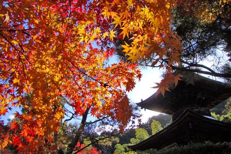 10 Best Autumn Leaves Spots in Kyoto 2020 - Japan Web Magazine