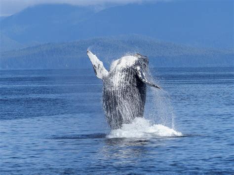 Wildlife sightings in Canadian parks: What to expect - Parks of CANADA