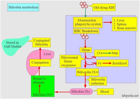 Bilirubin Metabolism Flow Chart