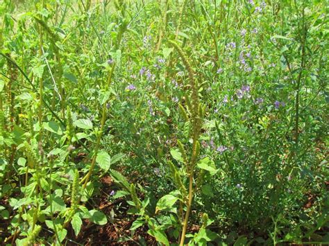 Manual for Identification and Reporting of Palmer amaranth (Amaranthus palmeri) in South Africa