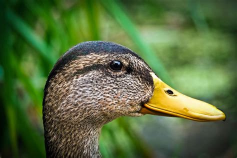 Free stock photo of animals, drake, ducks