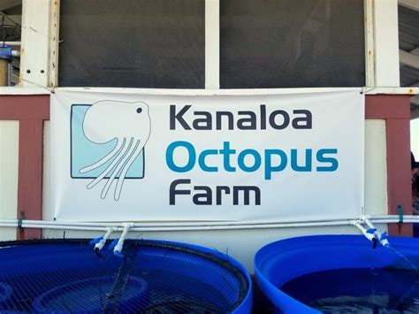 The Octopus Farm