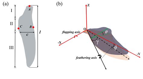 Penguin Propulsion: The Physics Behind the World’s Fastest Swimming ...