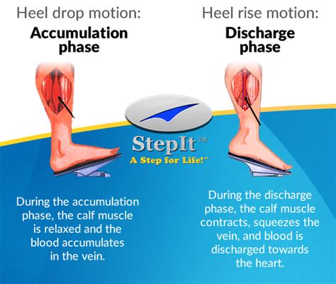 The Function of the Calf Muscle Pump – StepIt USA