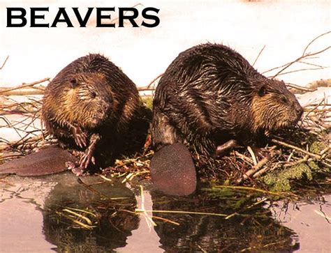 Beaver Pictures: Facts about Beavers - beaver story