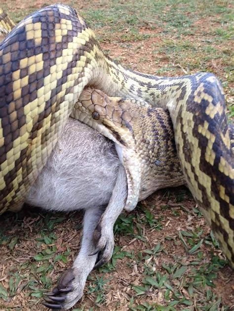 Man bitten by carpet python after waking to find it across his neck - ABC News