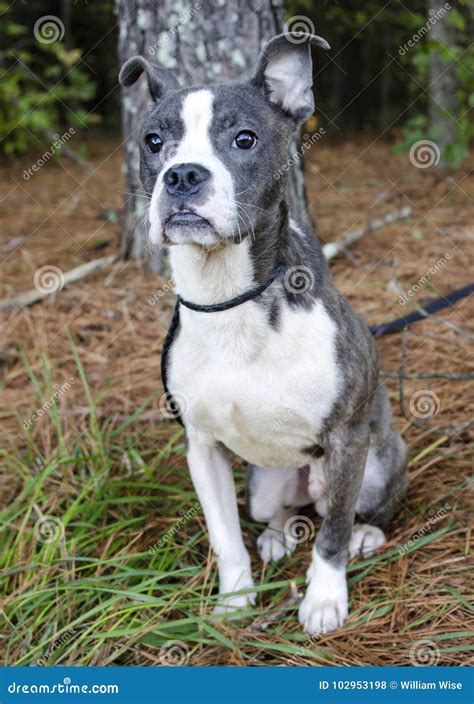 Boston Terrier Mix Puppies - Goimages Talk