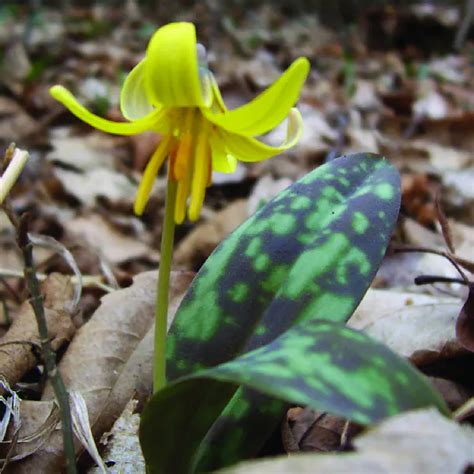 Erythronium americanum · Earth@Home: Biodiversity