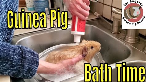 How to Bathe a Guinea Pig Step by Step Easy Instruction - YouTube