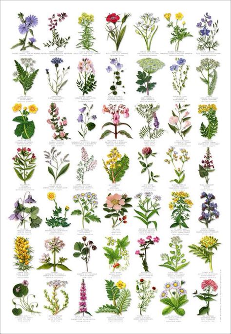 British Wild Flowers Identification Chart Nature Poster | Art, Art Posters | eBay! | Flower ...