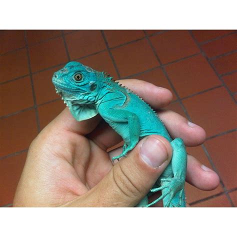 Blue Iguana (Babies)