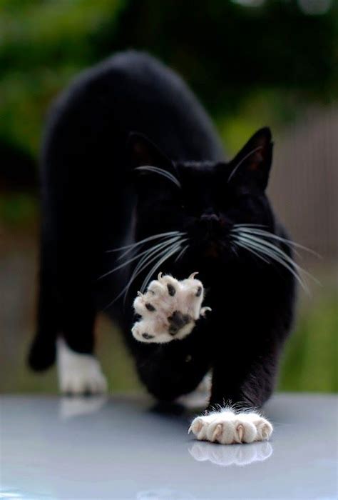 Stretching my "Paws"... | Cute animals, Cats, Pretty cats