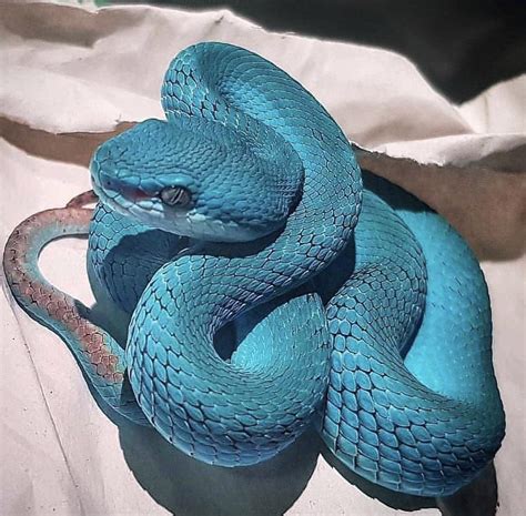 This Blue Pit Viper : r/Damnthatsinteresting