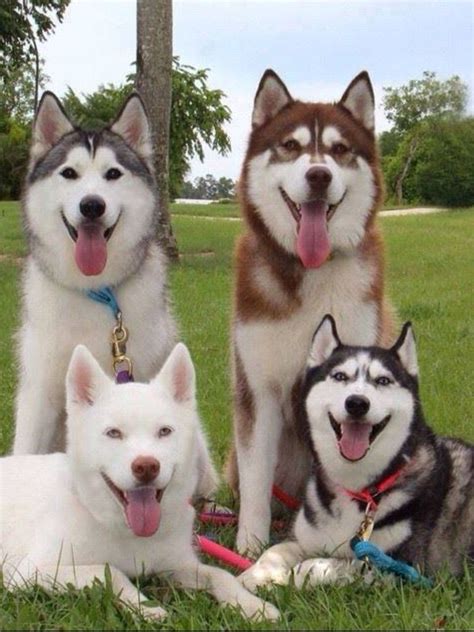 Gray husky, Red husky, white husky, black husky. Huskies, they are ...