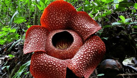 The Largest And Most Stinky Flower In The World Just Discovered