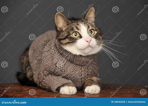 Cat wearing a sweater stock photo. Image of chair, copyspace - 34656558