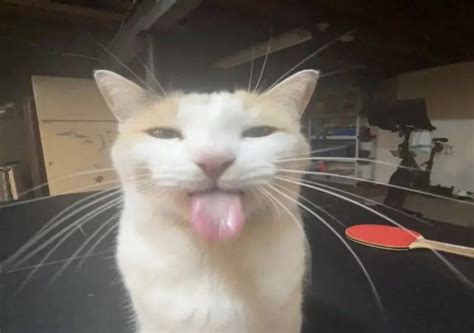 cat sticking out its tongue | Silly cats, Cat memes, Cats