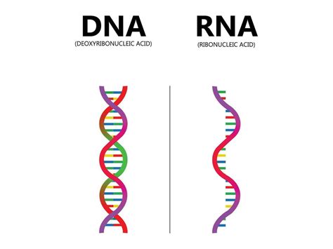 DNA vs. RNA vector illustration. Educational genetic acid explanation ...