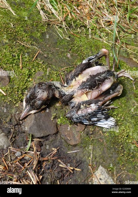 Baby Magpie High Resolution Stock Photography and Images - Alamy