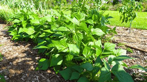 31 Best Companion Plants For Beans (And 5 To Stay Away From)