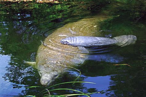 Manatee Habitat | FWC