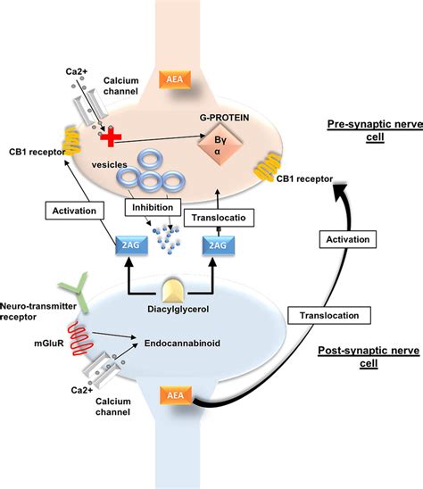 The Endocannabinoid System. Calcium channels are opened by postsynaptic ...